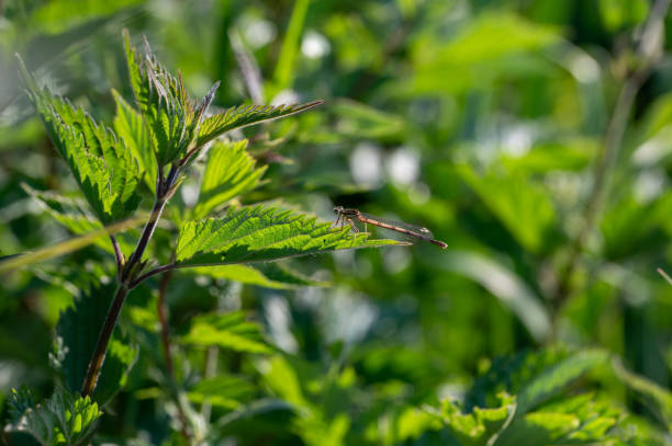 istock Dragonfly  on plant in nature 2073899207