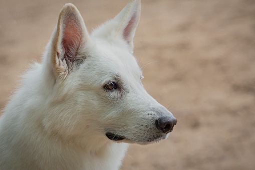 White Swiss Shepherd or Berger Blanc Suisse at a dog show