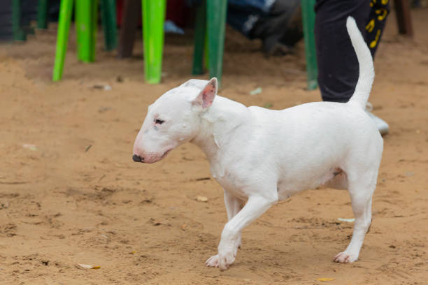The Bull Terrier is a muscular dog breed known for its unique egg-shaped head and triangular eyes