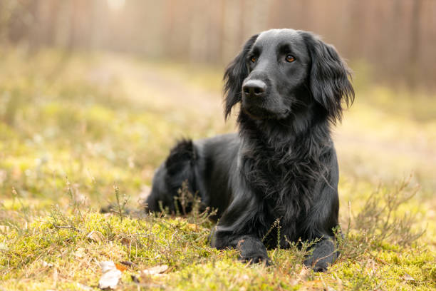 istock Black Flat coated Retriever dog standing on moss in forest 2073902367