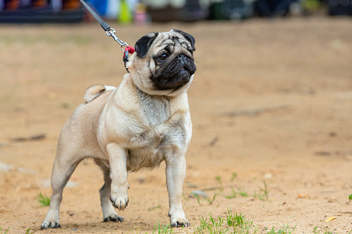 The Pug is a breed of dog originally from China, with physically distinctive features of a wrinkly, short-muzzled face and curled tail