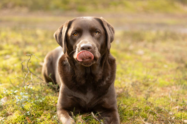 Brown Labrador retriever dog lying on forest moss in sunny day. This file is cleaned and retouched.