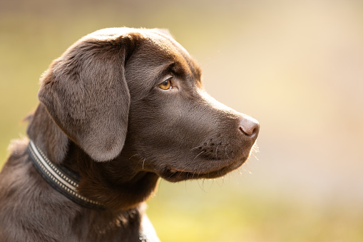 Labrador retriever puppy dog portrait in sunny day. This file is cleaned and retouched.