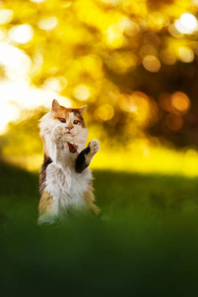 istock cute fluffy cat catches a butterfly in a sunny summer meadow 2073909691
