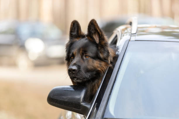 istock German Shepherd dog enjoying road trip in car window 2073910330