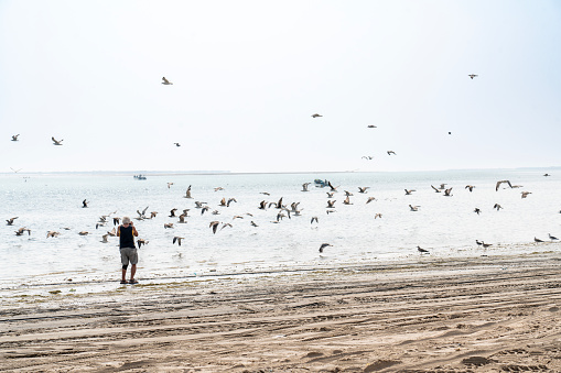 One men photographing larg flock of seagulls at the sandy beach, fisherman village Sur, Oman