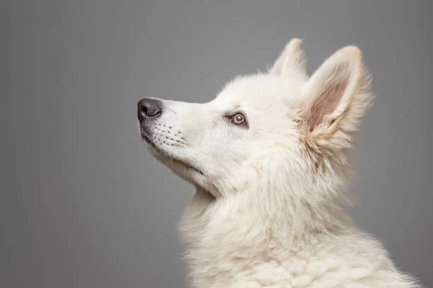Young White Swiss Shepherd Dog portrait on grey background. This file is cleaned and retouched.