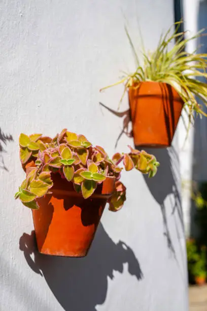 Green plants in terra-cotta pots hanging from the white washed walls in the village of Frigiliana Spain