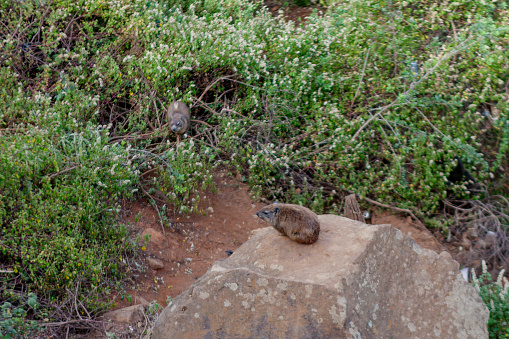 The rock hyrax (Procavia capensis) siting on a rock along the highway from Nairobi to Narok.