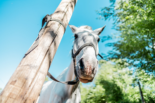 Portrait of horse tied to a log on a ranch