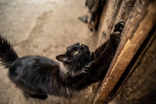 Cute cat stretching outdoors
