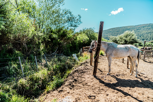 Horse tied to a log on a ranch