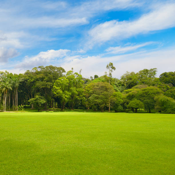 istock Beautiful large park with green lawn covered with grass. 2073931079