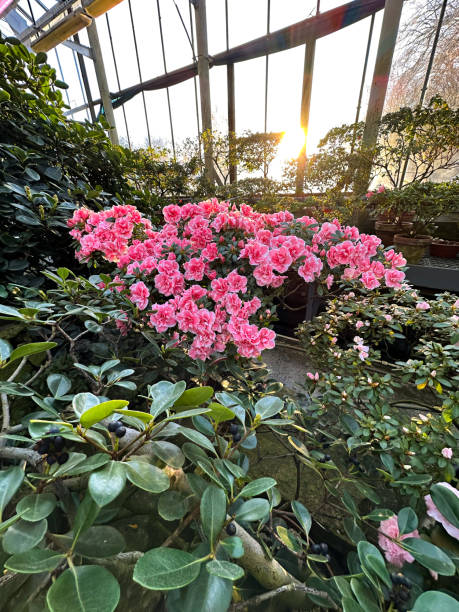 Vivid pink azaleas flourish in a garden setting showcasing their beautiful blooms and fresh buds in a sunny spring day.
