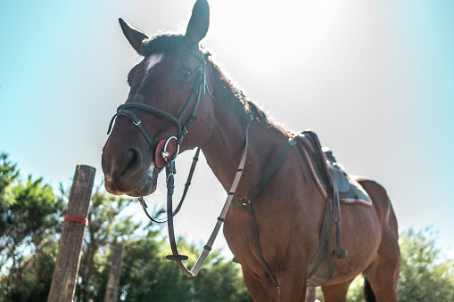 Gray horse is standing near a hitching post in outdoors.