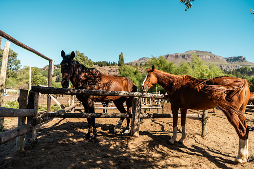 Horses on a ranch