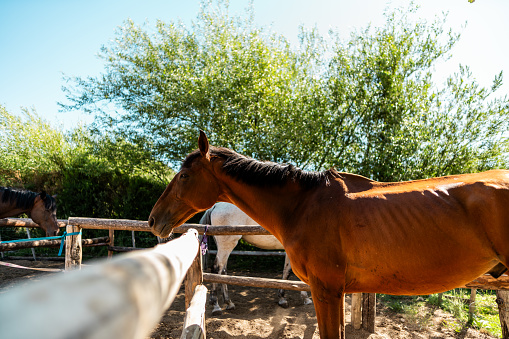 Purebred young  horse looking over the barn door in farmland summer time rural scene