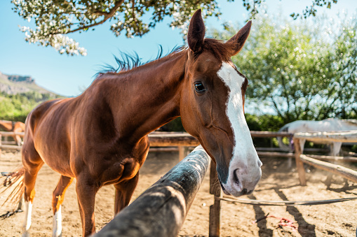 Portrait of a horse on a ranch