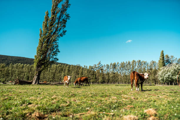 Cows and cattle grazing on the grass outdoors