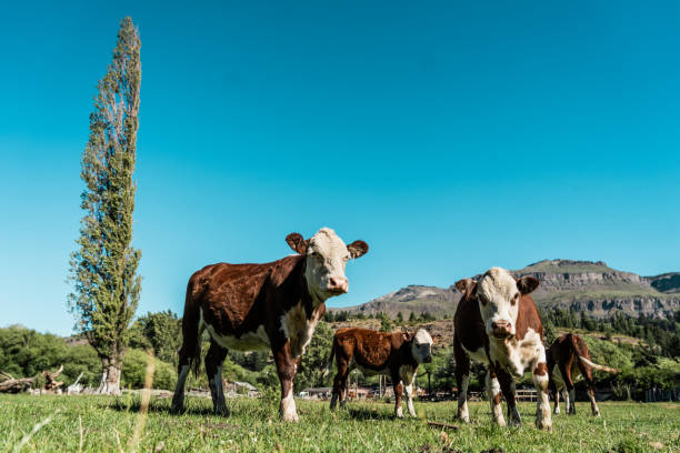 Cows and cattle grazing on the grass outdoors