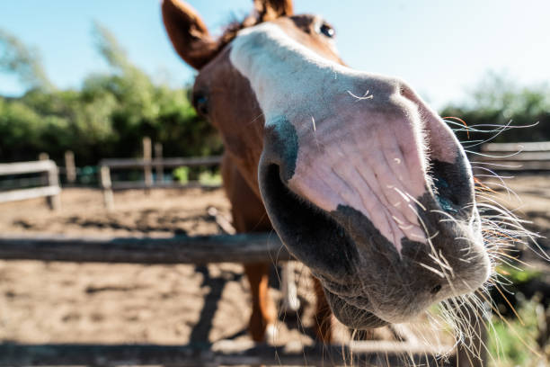 Close-up of the horse's nose