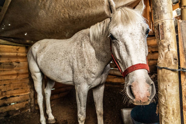 istock Portrait of a horse on a stable 2073942032