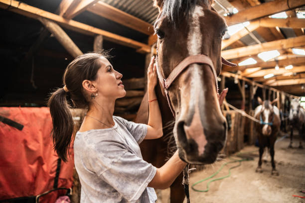 istock Young woman petting horse on a stable 2073947825