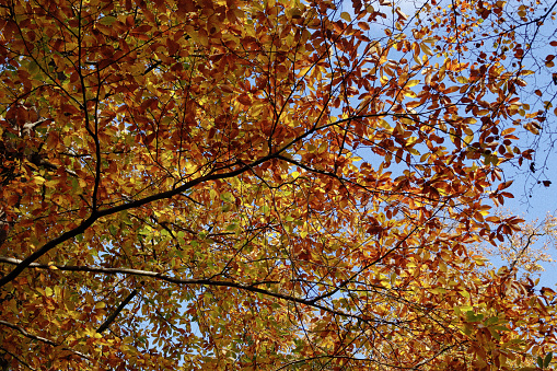 Autumn’s foliage in a park in De Bilt.