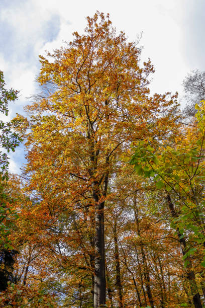 istock Majestic Autumn trees in De Bilt, Netherlands. 2073949469