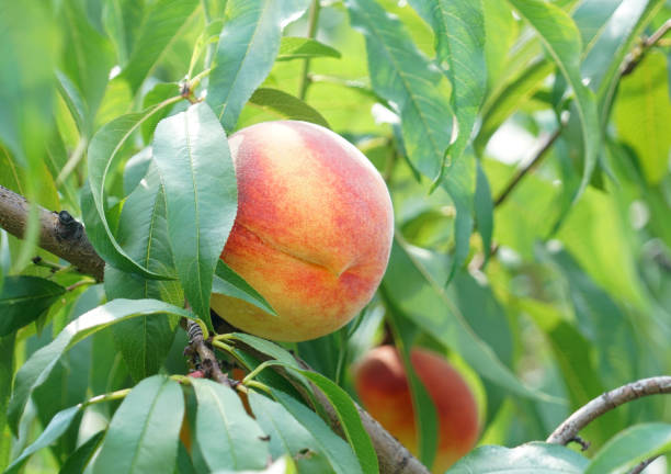 istock close up on peaches on the branch 2073965941