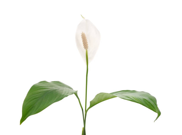 istock White spatifilum and leaves. 2073969076