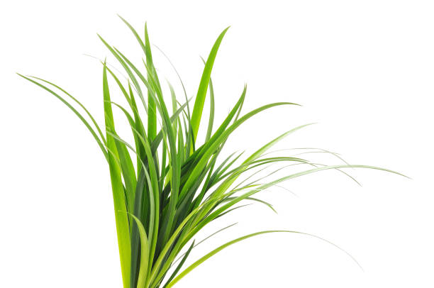 istock Bush of green grass. 2073969083