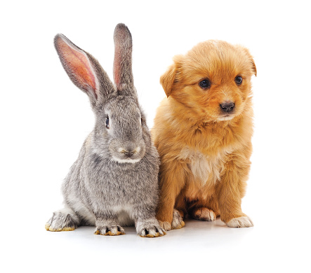 Rabbit and dog isolated on a white background.