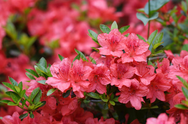 istock close up on blooming purple rhododendron in spring 2073979617