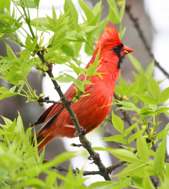 istock red cardinals standing on the spring green tree branch 2073979618