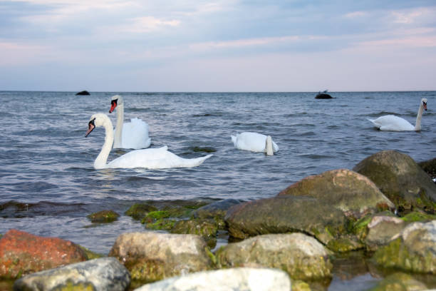 White swans swim in the water in a sea
