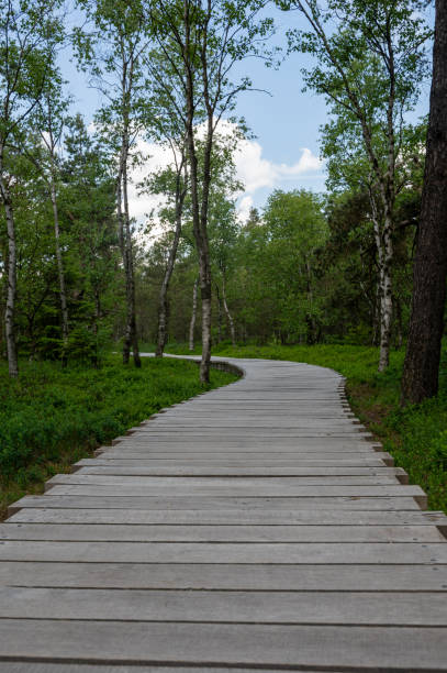 istock Wooden footbridge in a bog 2073983419