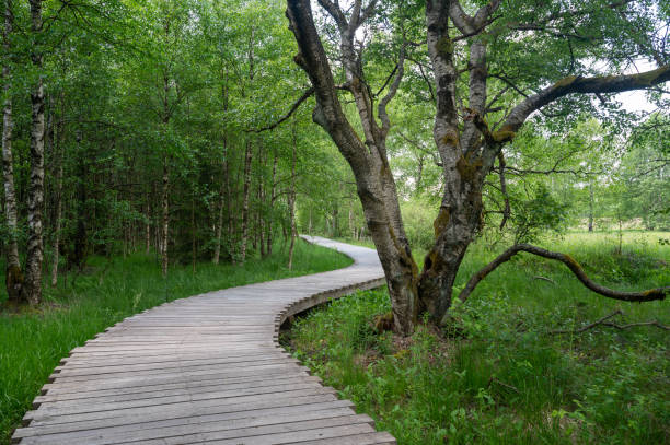 istock Black moor with a new wooden path 2073987659