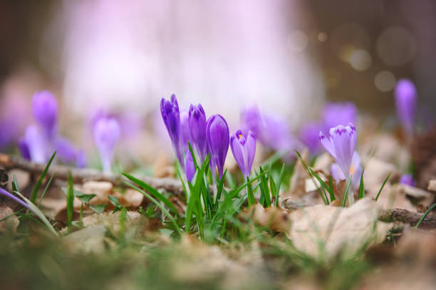 istock crocuses bloomed on the ground,in spring, beautiful crocus flowers bloom 2073988706
