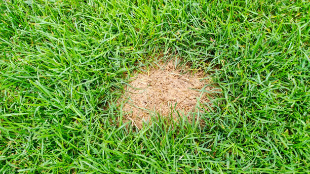 istock Dead brown spots in green grass. Lawn problems. lawn in bad condition, need maintaining 2073990888