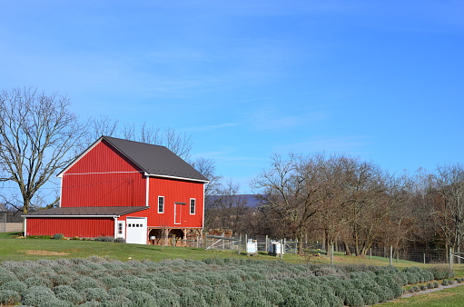 Barn and lavender field