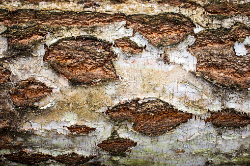 A highly detailed, closeup shot of a birch tree's bark.