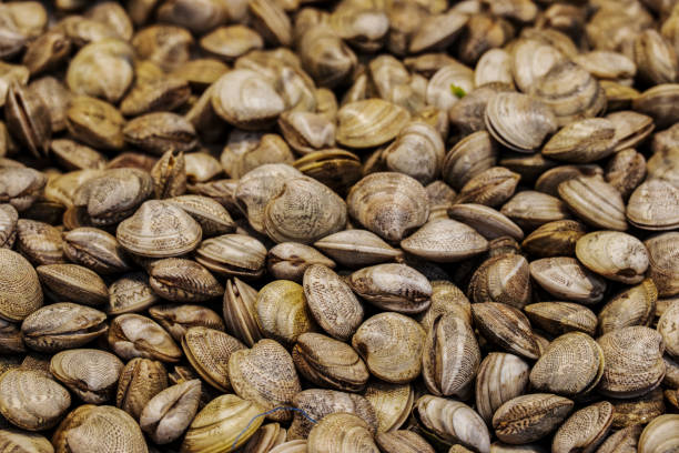 istock Shellfish for sale at a fish market 2074034022