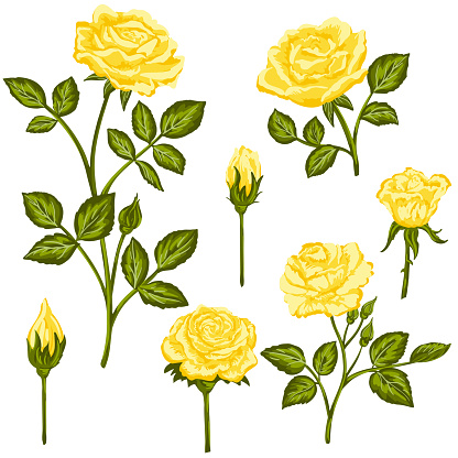 A set of roses. Each is in its own group. Flat colors