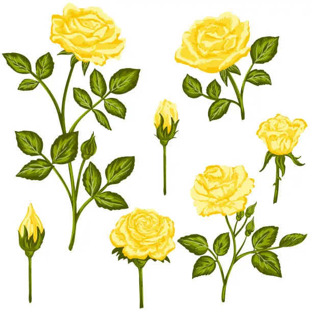 Vector illustration of Yellow Rose Elements Collection ON A Transparent Background