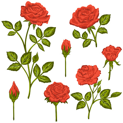 A set of roses. Each is in its own group. Flat colors