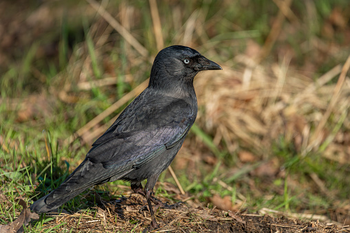 Jackdaw bird with black feathers in green dry spring grass in sunny fresh day