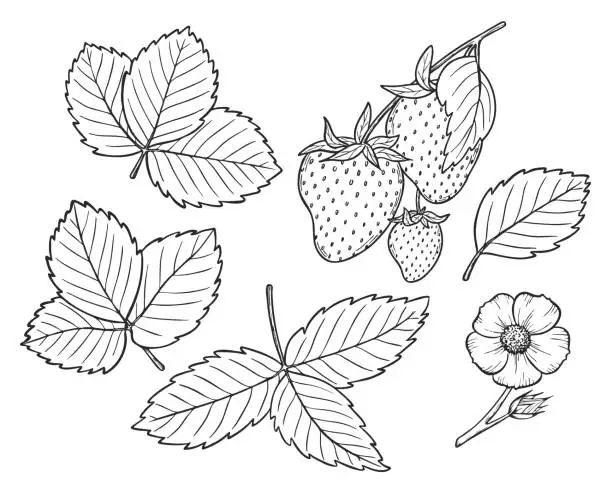 Vector illustration of Vector strawberry line art illustration set with berries, leaves and flowers, hand drawn botanical outline drawing, monochrome sketch. Design elements for coloring book, background, pattern, packaging