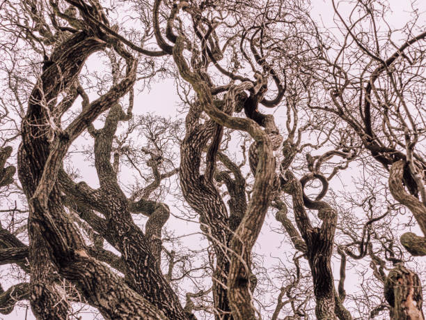 branches without leaves against a gray sky. autumn despondency. seasonal sadness. waiting for summer. illustration.
