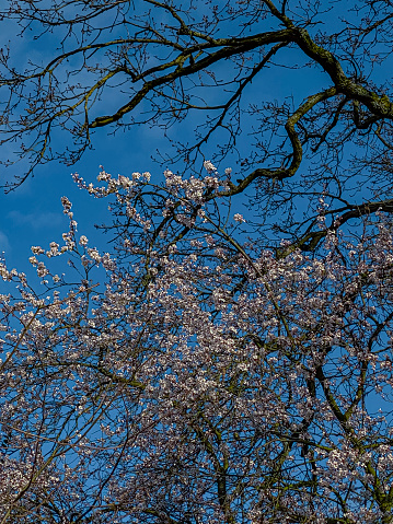 cherry blossom tree in spring with blue sky in the background